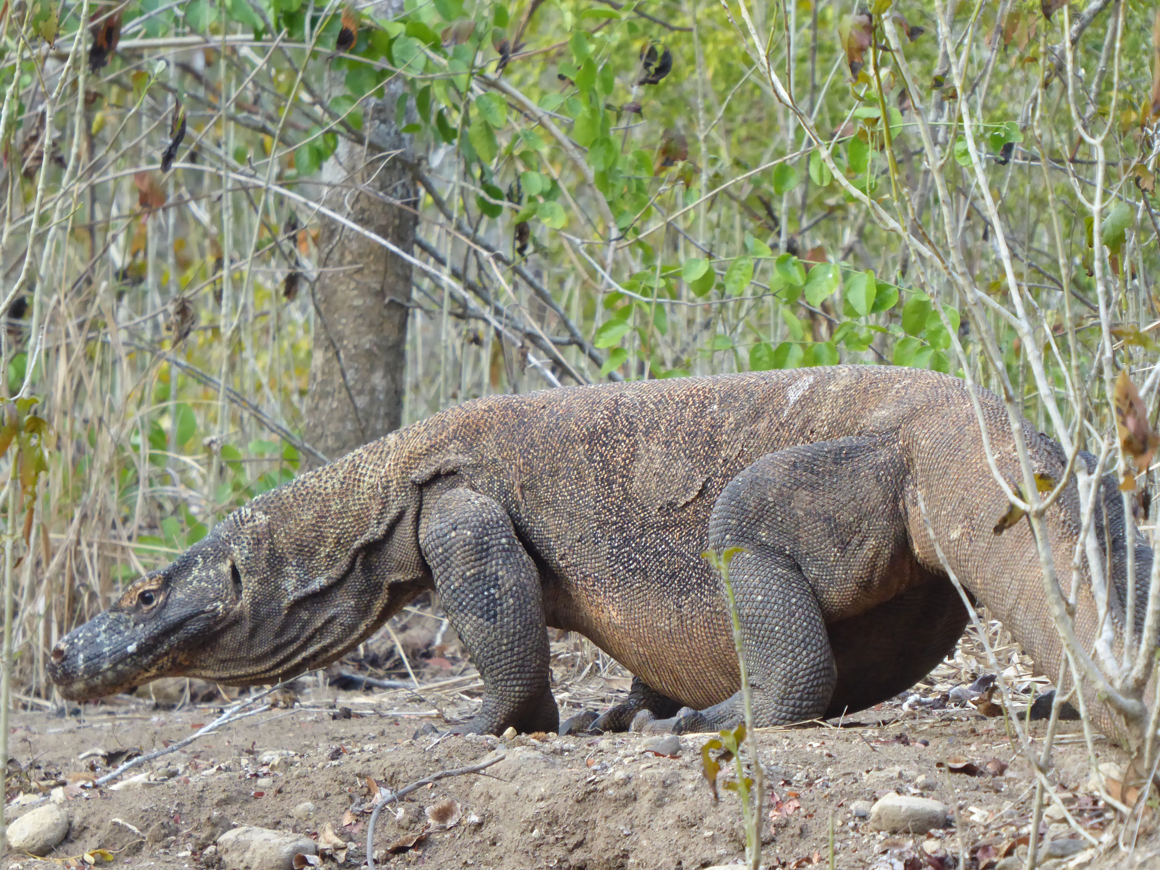 A Komodo Dragon walking through the forest